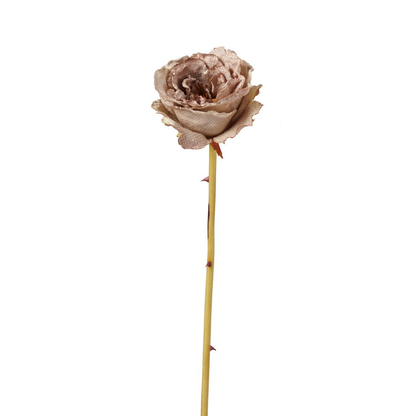 Tige de Rose Leslie fermée