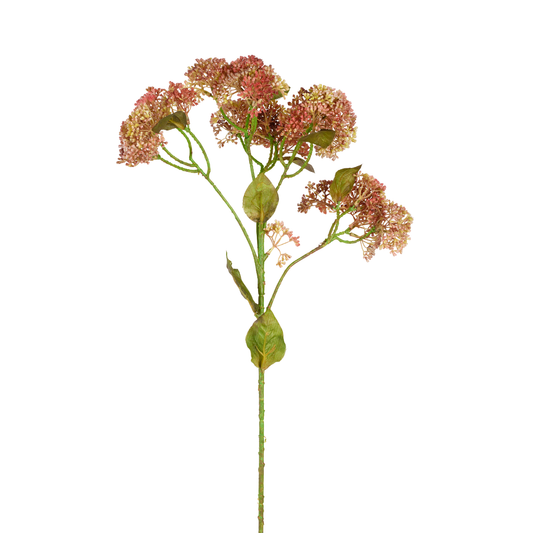 Fogliame di Sedum