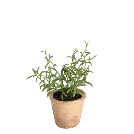 Romarin en pot