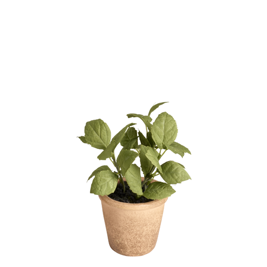 Basilico in vaso