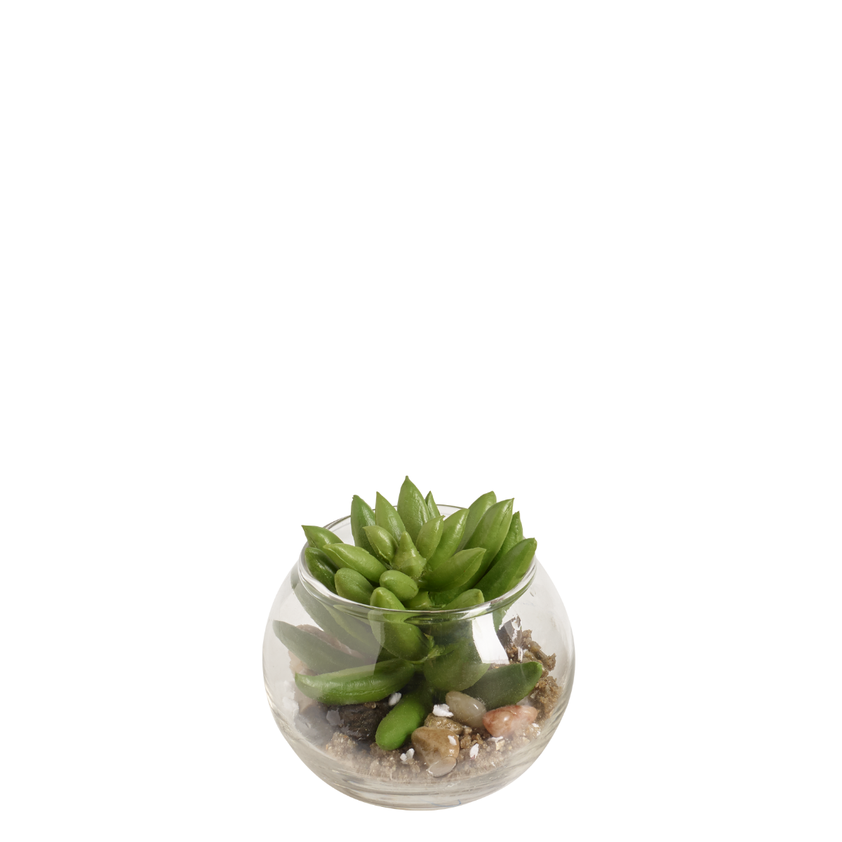 Succulente Echeveria nel terrario rotondo