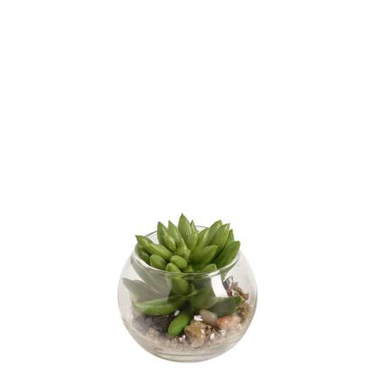 Succulente Echeveria nel terrario rotondo