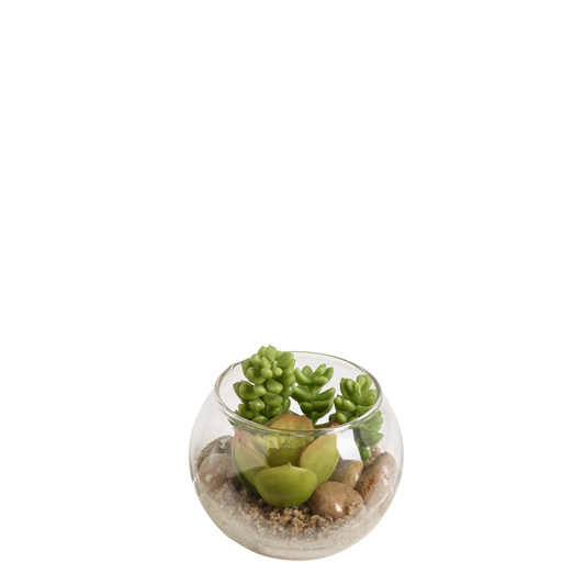 Succulente Sudum nel terrario rotondo