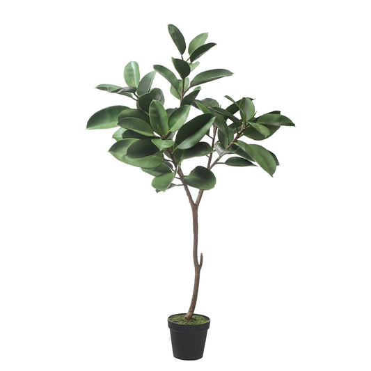 Ficus in vaso 165cm