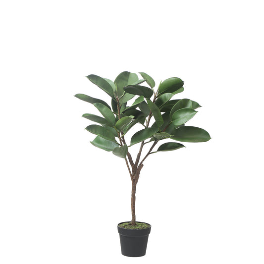 Ficus in vaso 115cm