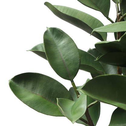Ficus in vaso 115cm