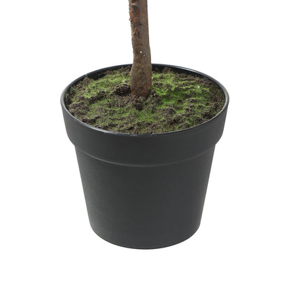 Ficus in vaso 115cm
