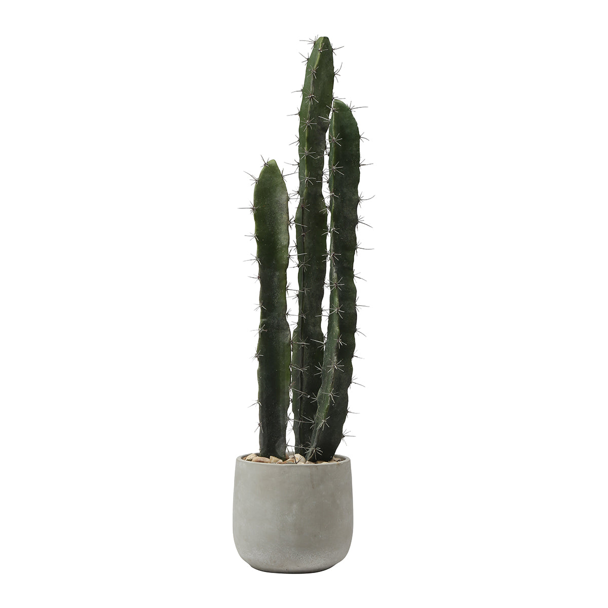 Cactus in un vaso in ceramica da 80 cm