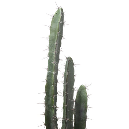 Cactus in un vaso in ceramica da 80 cm
