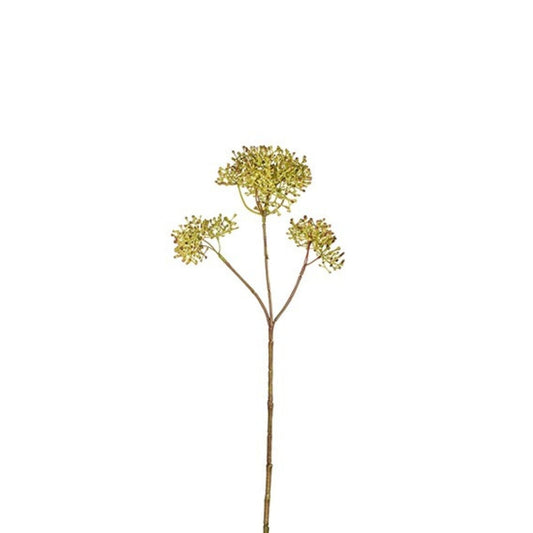 Feuillage de Skimmia Petit Format