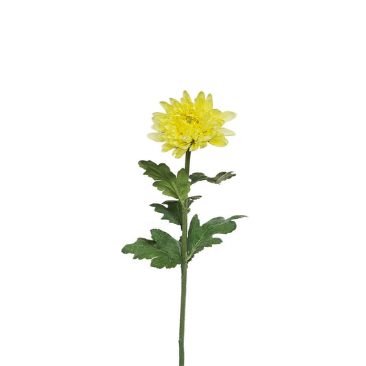 Tige de Chrysanthème Mum