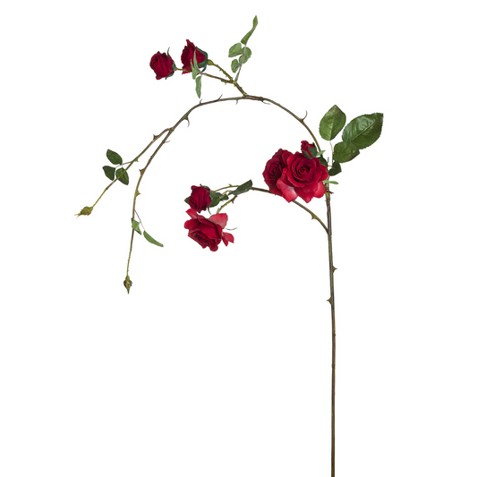 Tige tombante de Roses