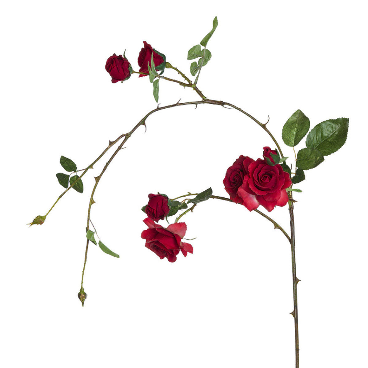 Tige tombante de Roses