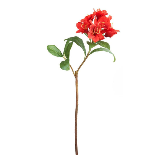 Tige de Rhododendron