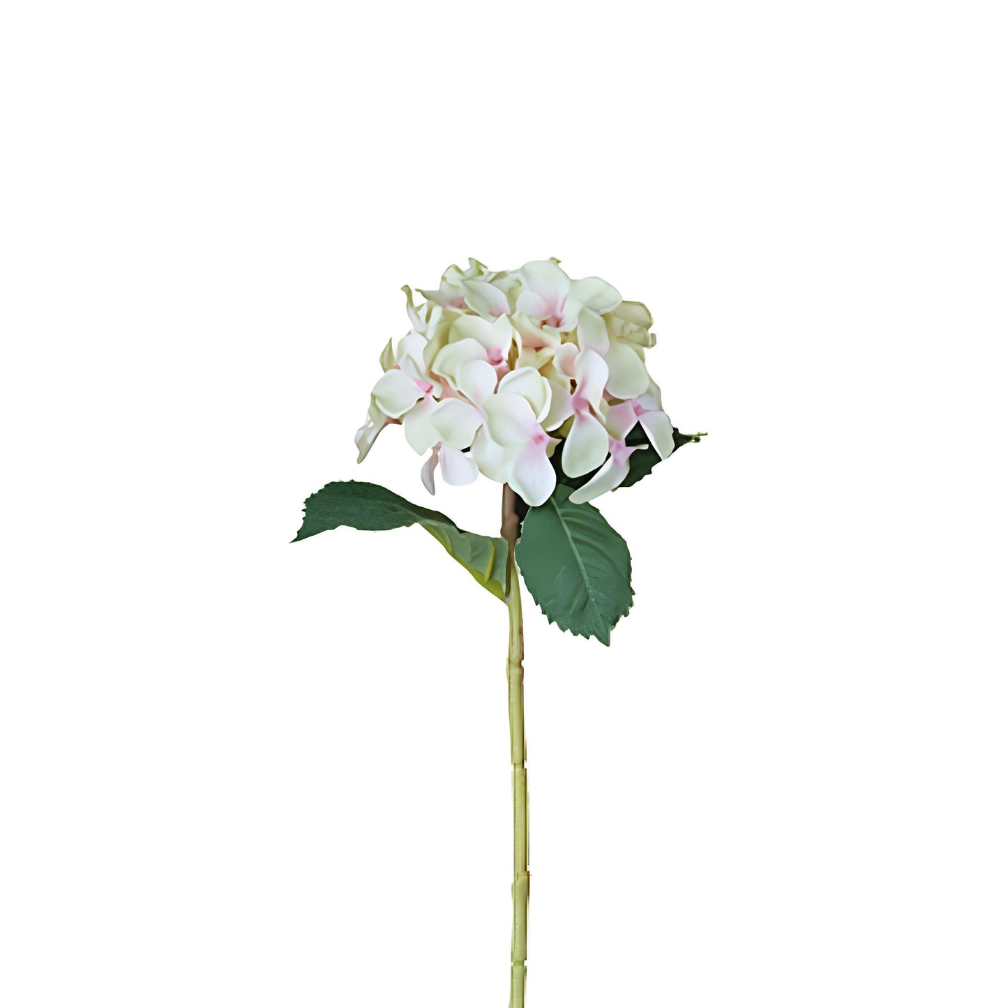 Tige d'Hydrangea