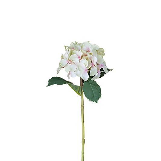 Tige d'Hydrangea
