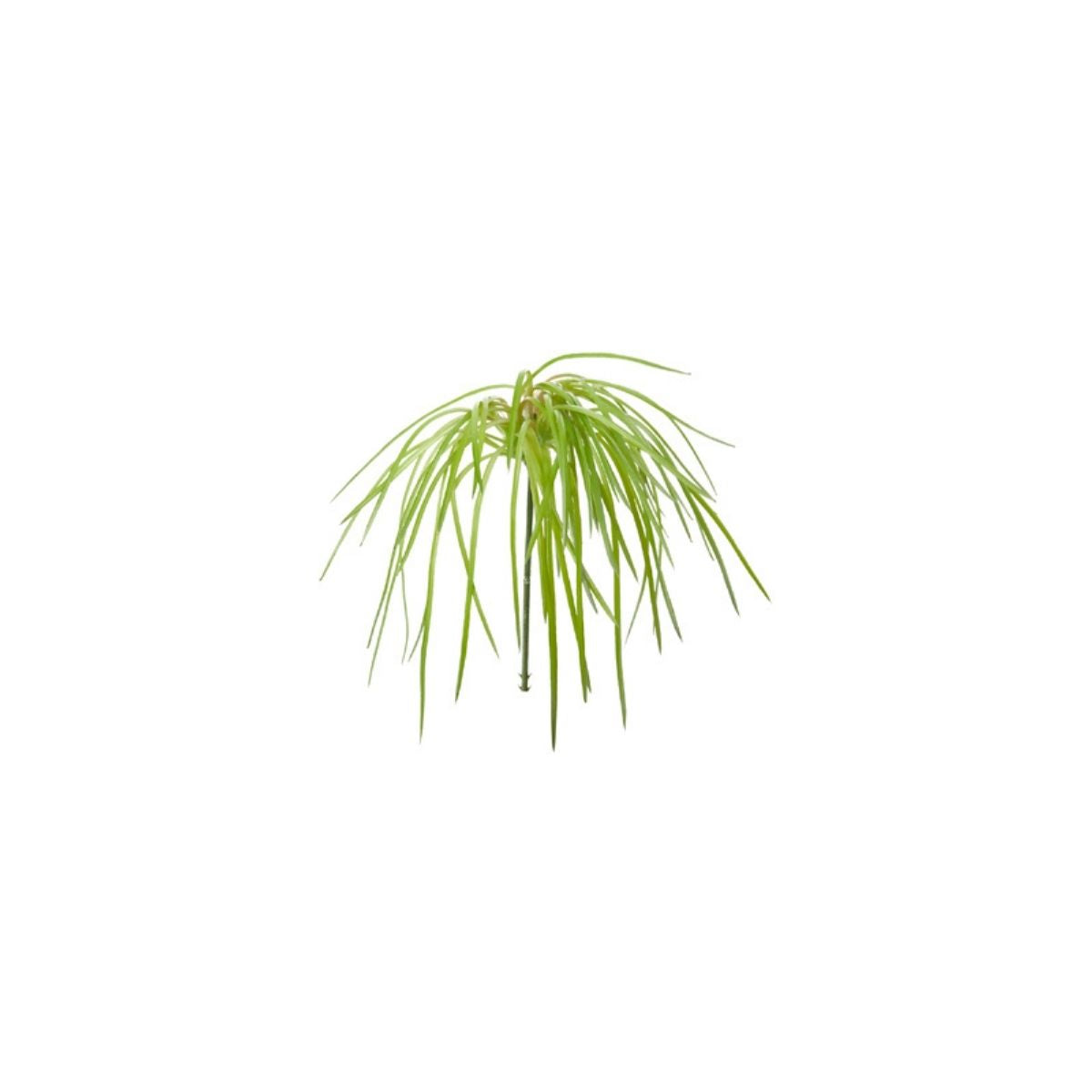 Feuillage d'herbes tombantes
