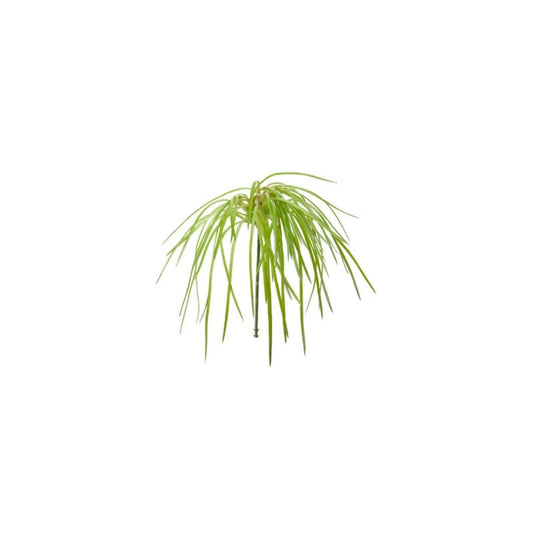 Feuillage d'herbes tombantes