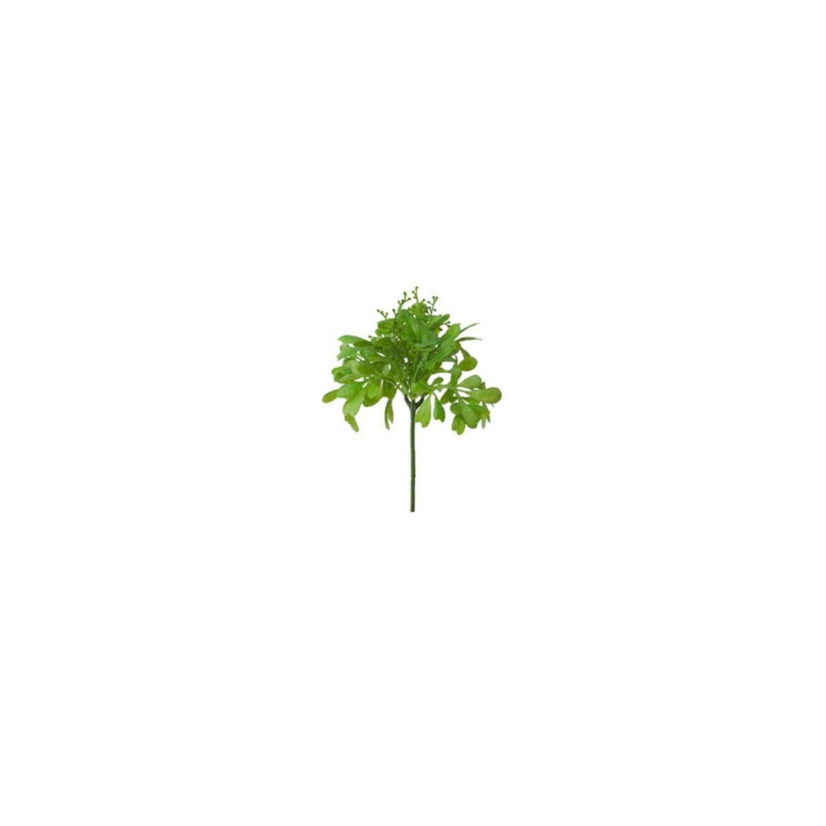 Feuillage de succulente