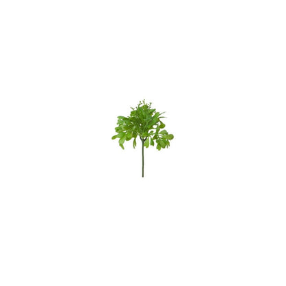 Feuillage de succulente