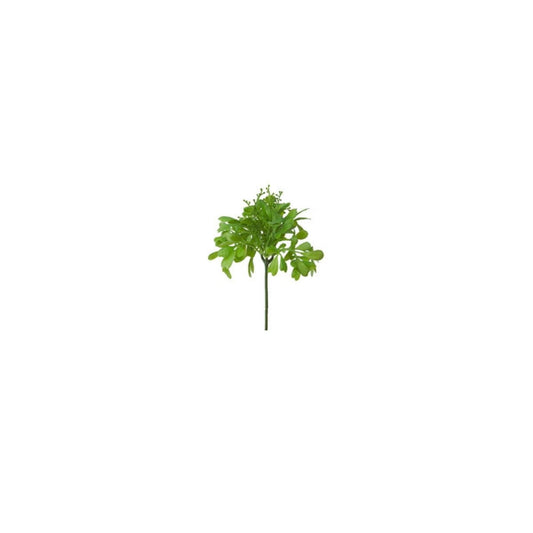 Feuillage de succulente