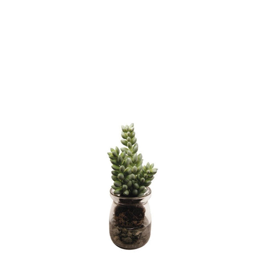 Succulente Sedum en pot