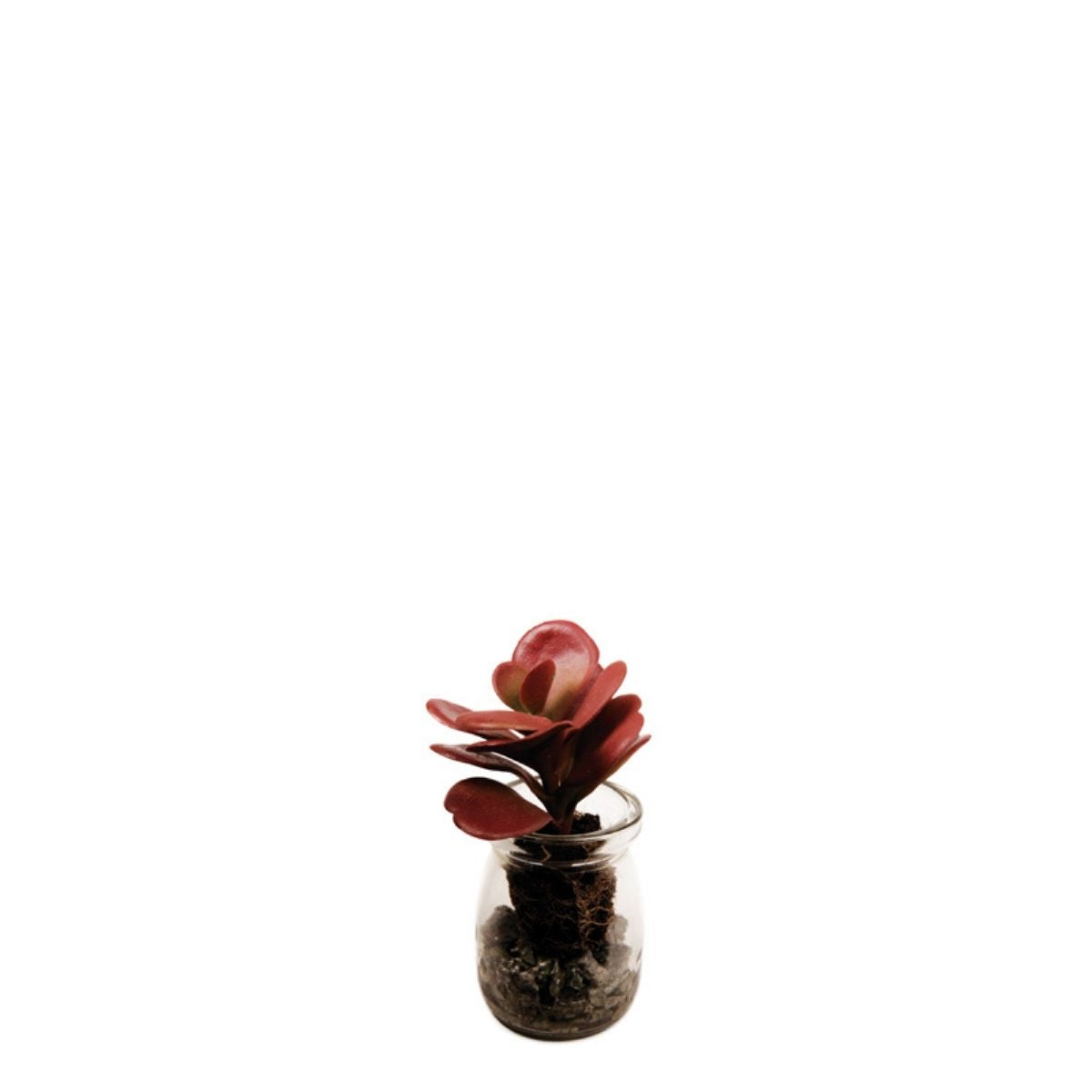Succulente Crassula en pot
