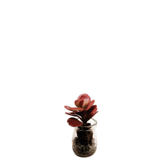 Succulente Crassula en pot