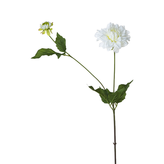 Tige de Dahlia avec bourgeon