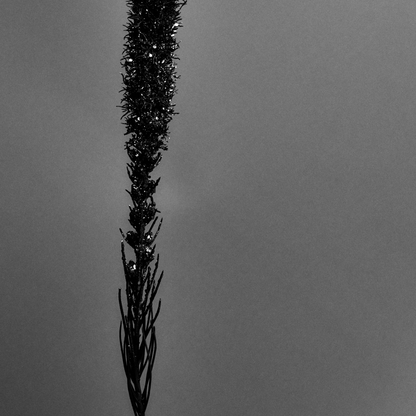 Tige de Liatris pailletée