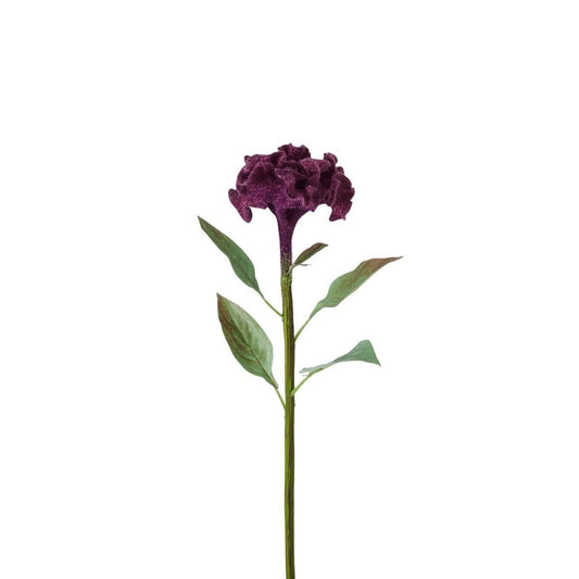 Tige de Celosia