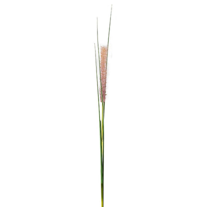 Tige de Graminée