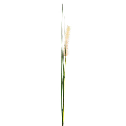 Tige de Graminée