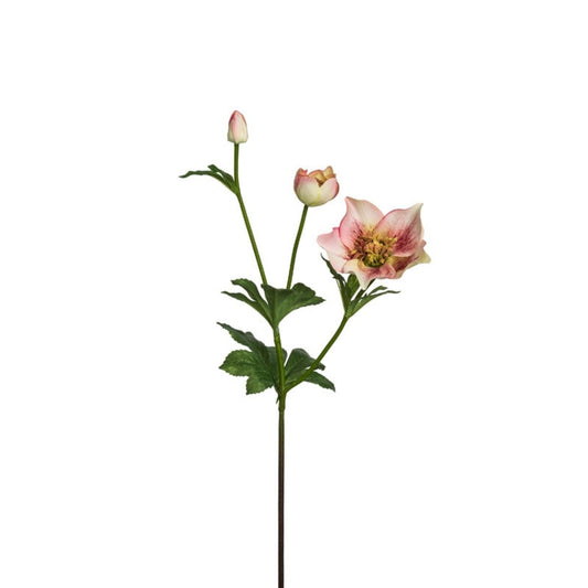 Tige Helleborus Niger