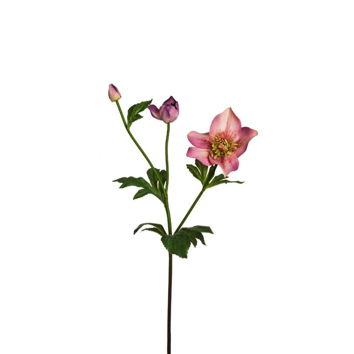 Tige Helleborus Niger