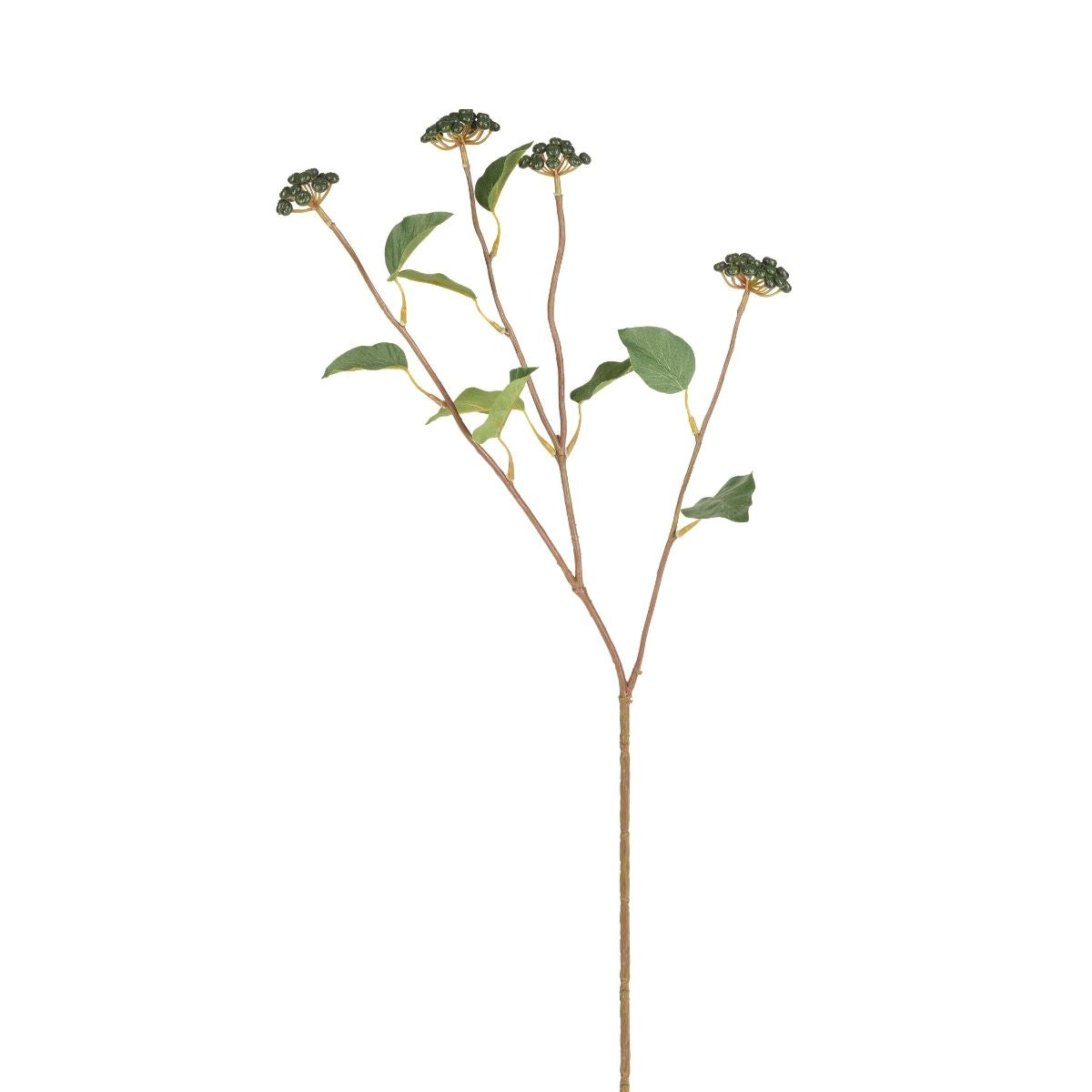 Branche de baies avec feuilles
