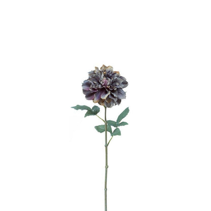 Tige de Dahlia Waterlily