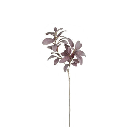 Feuillage Oreille d'Agneau