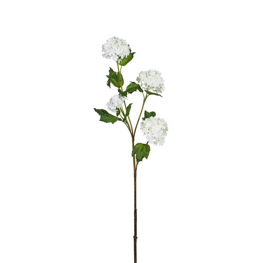 Tige d'Hydrangea Palle di neve 4 testi