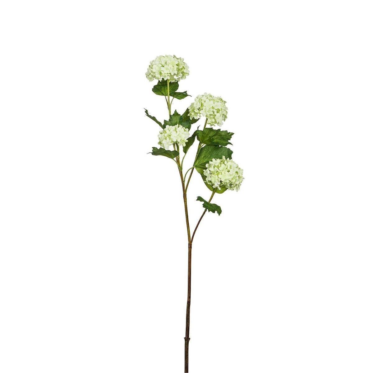 Tige d'Hydrangea Palle di neve 4 testi