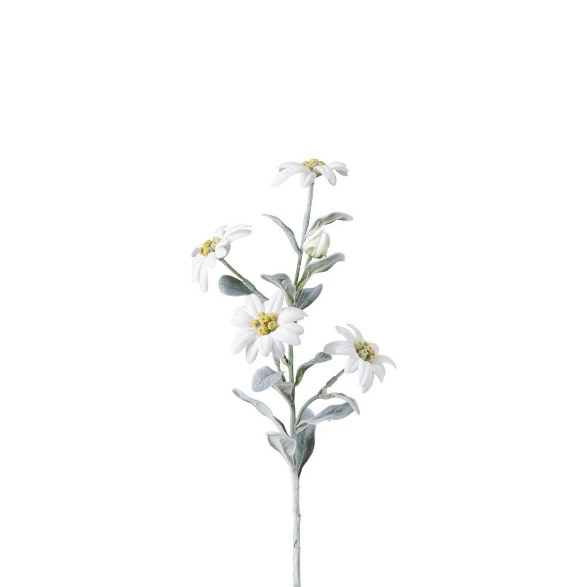 Tige d'Edelweiss
