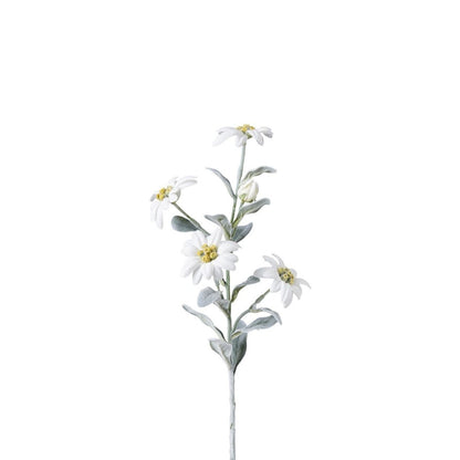 Tige d'Edelweiss