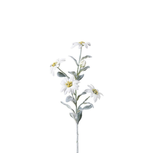 Tige d'Edelweiss