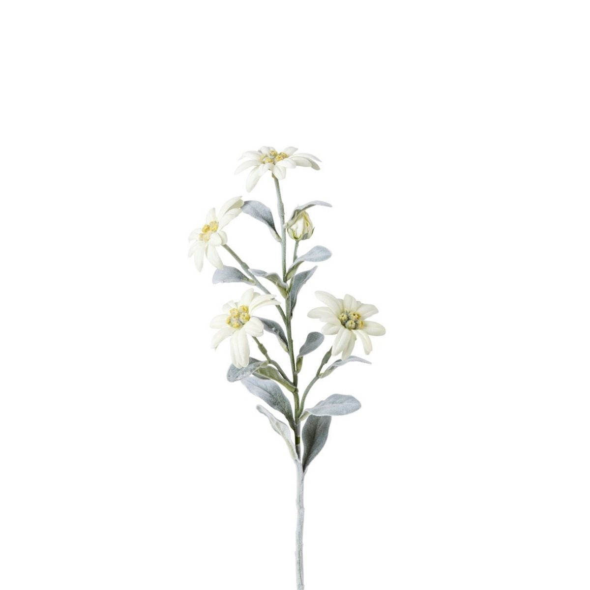 Tige d'Edelweiss