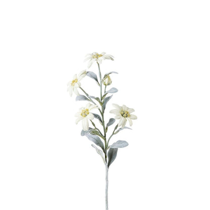 Tige d'Edelweiss