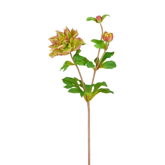 Tige Helleborus Niger avec bourgeon