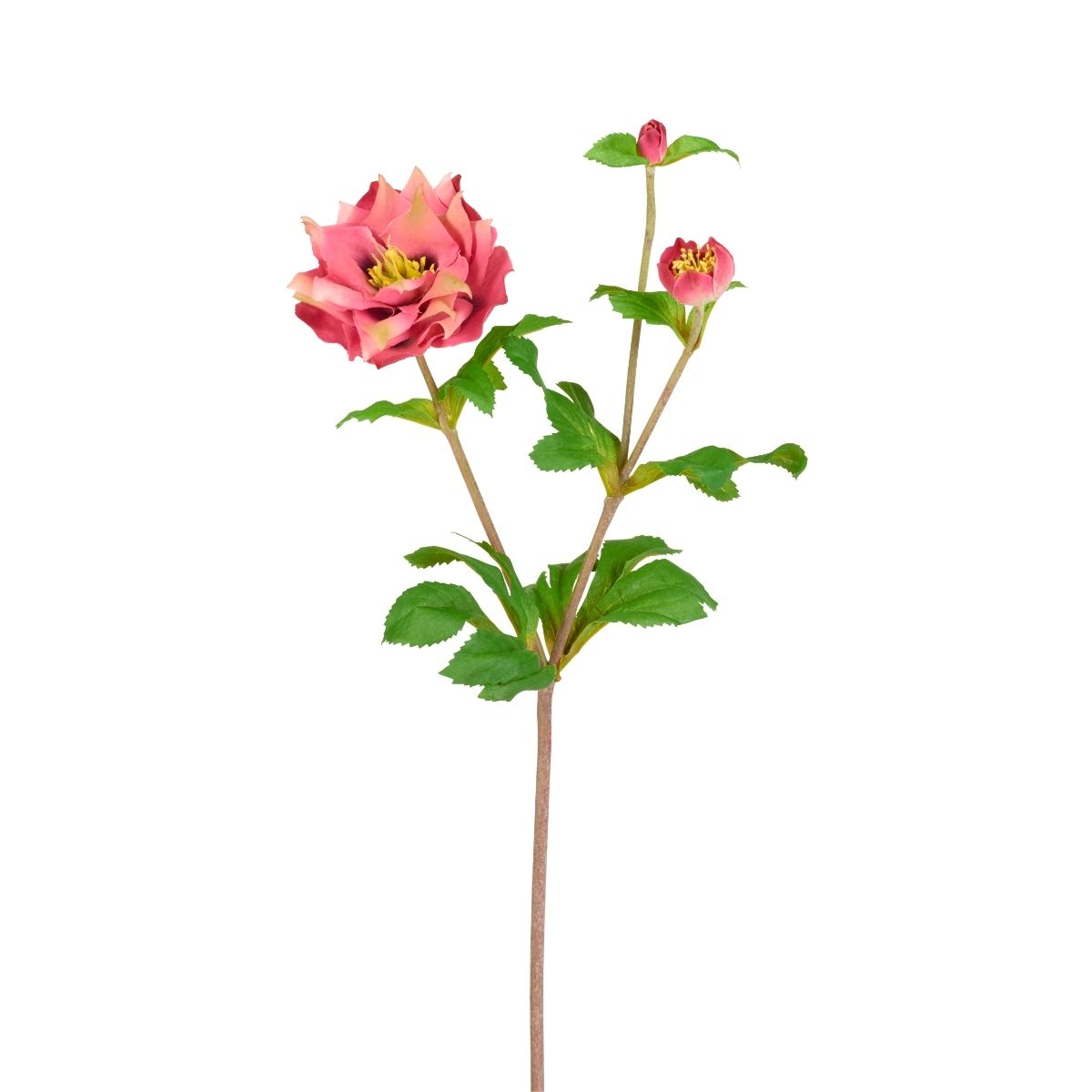 Tige Helleborus Niger avec bourgeon