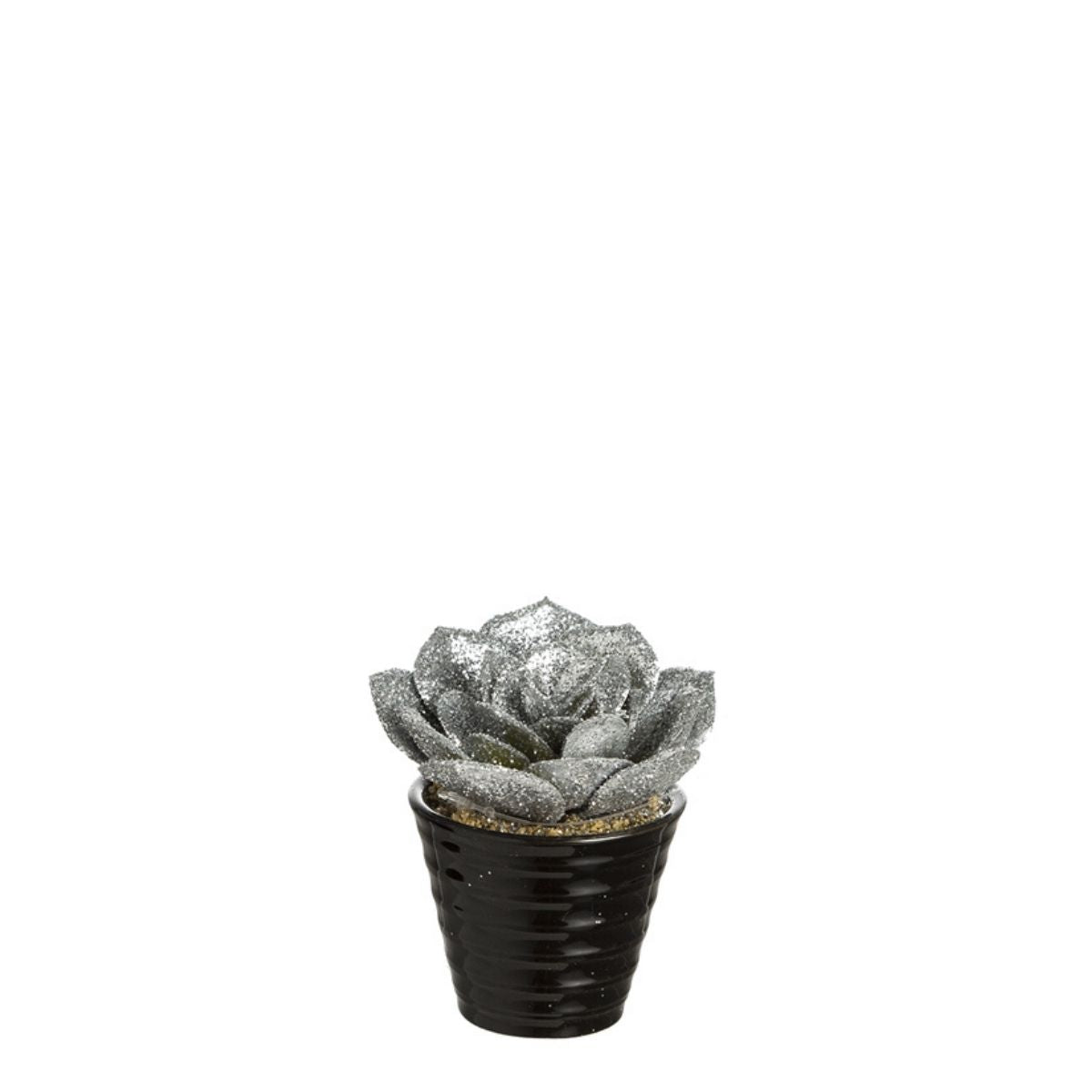 Succulente Echeveria pailletée in vaso