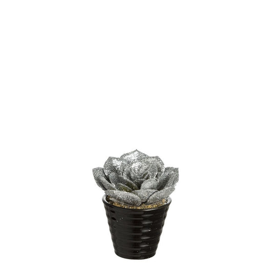 Succulente Echeveria pailletée in vaso