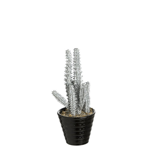 Succulente Senecio pailletée in vaso